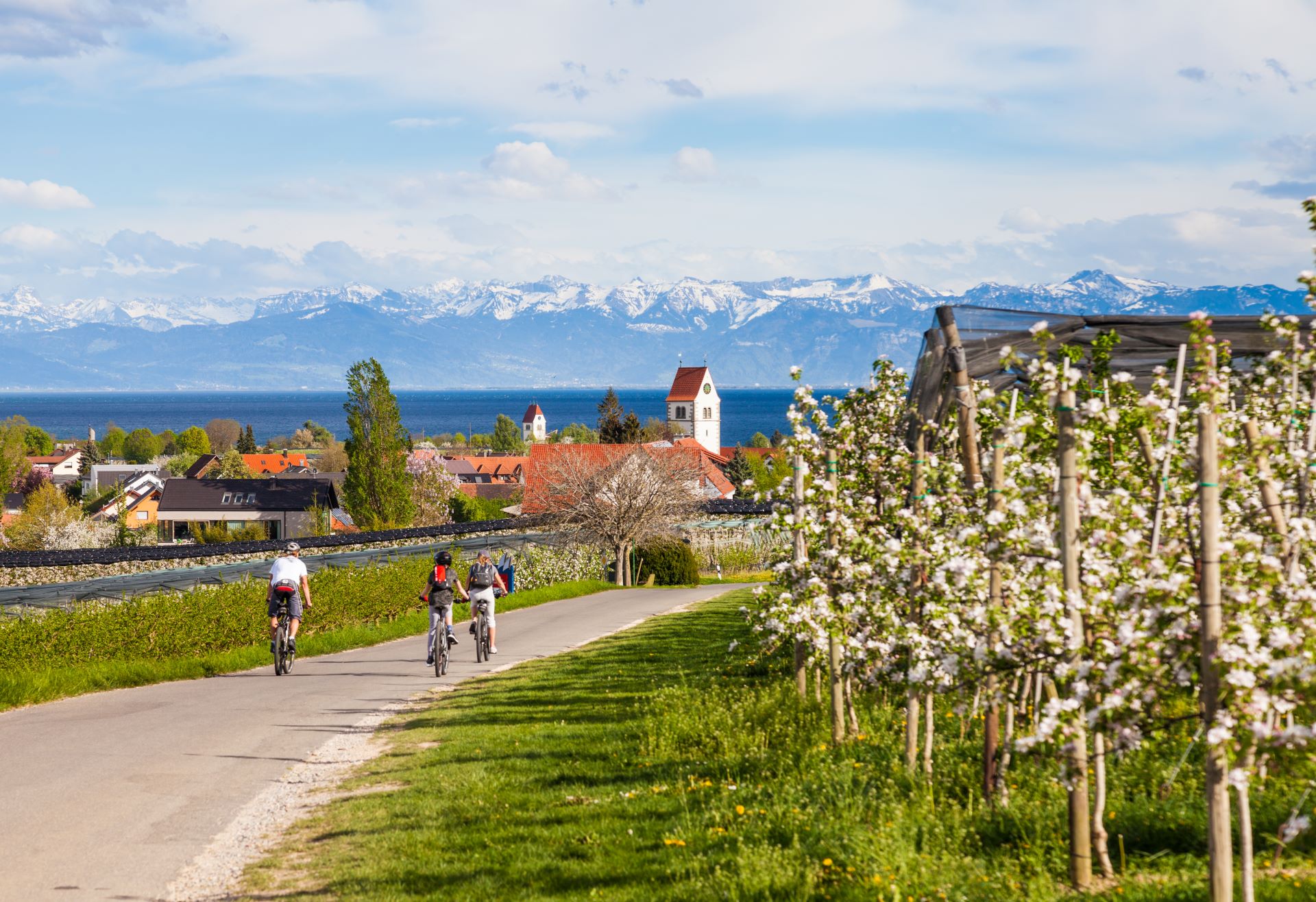 Radfahrer auf einem idyllischen Radweg am Bodensee, mit blühenden Obstbäumen, einem Dorf im Hintergrund und schneebedeckten Alpen in der Ferne.